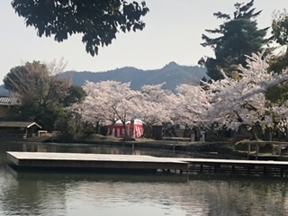 大覚寺大沢の池の桜
